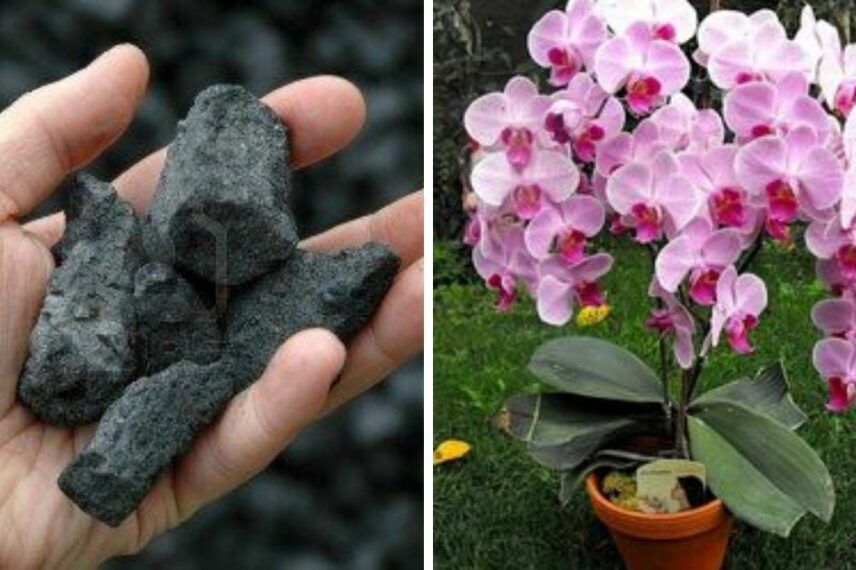 10 usos pouco conhecidos do carvão úteis em casa e no jardim