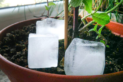 Minha avó sempre colocava cubos de gelo em potes.  Este é um velho truque de jardinagem